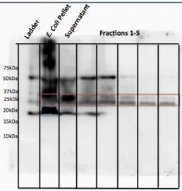 Figure 2.8. Western blot of purified “new” Pal (pET28a), detected with a monoclonal anti-Pal antibody
