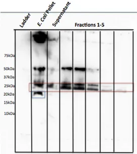 Figure 2.9. Western blot of purified “new” Pal (pET28a), detected with a polyclonal anti-Pal antibody