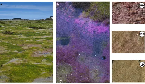 Figure 1.  density, MD: medium density, and LD: low density of purple sulphur bacteria).bacterial mat on top of magroalgal deposits (b), and details of three different types of mats selected for the study (HD: highPicture of the Roscoff Aber bay affected by green macroalgae deposits (a) with details of a purple sulphur  doi: 10.1371/journal.pone.0082329.g001