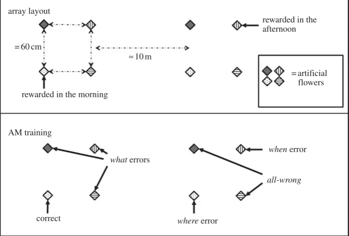 Figure 1. Schematic showing the two arrays of Experiment 1 and also the flower categorizations (e.g