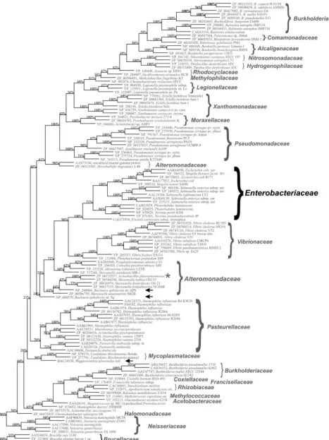 FIG. 2. Phylogenetic tree of YaeT orthologues for most of the gram-negative bacteria for which there are complete genome sequences.Homologues of YaeT were identiﬁed by BLASTP analyses and used to identify all homologues of YaeT possessing at least 30% amino acid