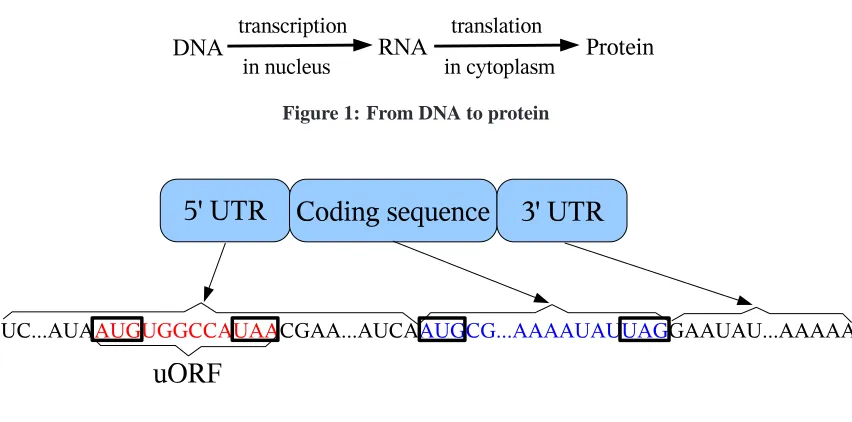 Figure 1: From DNA to protein