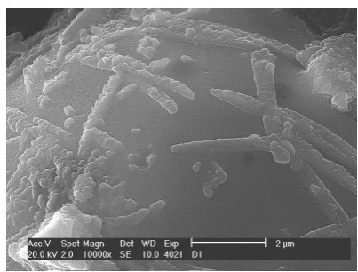 Figure 3 Beginning of the geo-polymers phase development on the surface of the fly ash particle 