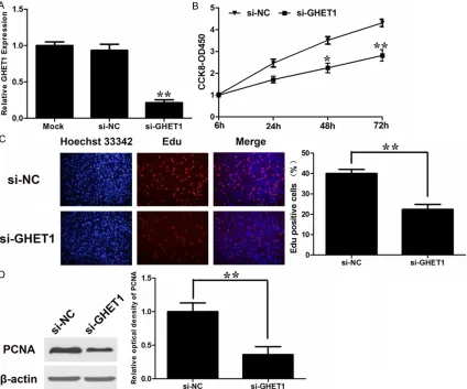 Figure 2. Effect of GHET1 on cell proliferation. (A) qRT-PCR analysis of GHET1 expression following treatment of T24 cells with specific siRNA targeting GHET1