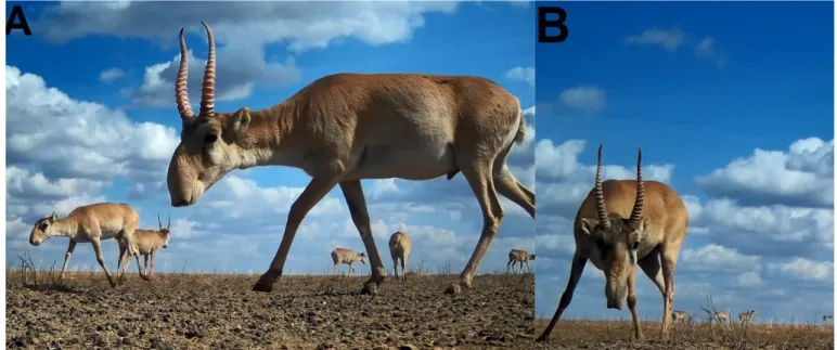 Fig. 2. Saiga examining an object. A — monocular examination, B — binocular examination