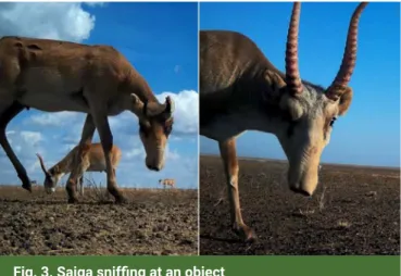 Fig. 3. Saiga sniffing at an object