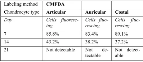 Table 2. CMFDA labeled cells – no fluorescence was detectable after 14 days in all three chondrocyte types