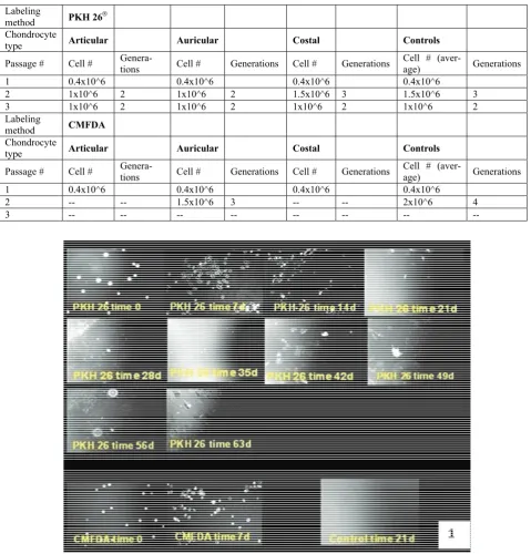 Figure 1. Seeded articular chondrocytes in flasks chondrocytes, labeled by PKH 26® and CMFDA show a loss of fluores-cence over time
