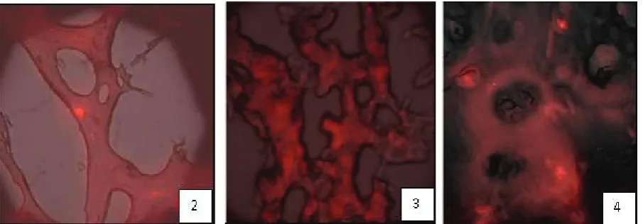Figure 5. Controls with no fluorescent cells. Fluorescent microscope, 200x magnification