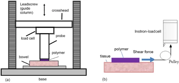 Fig. 2 Schematic illustrations (not drawn to scales) of mucoadhesive polymer-tissue adhesion test based on Instron tensi-ometer: (a) Polymer adhesive tensile strength test; (b) Polymer adhesive shear strength test