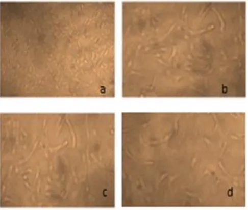 Figure 7. Graphical representation of activities of PDDS in MTT Assay 