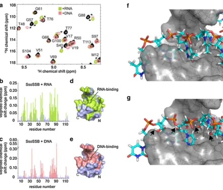 Fig. 4  NMR and molecular modelling characterization of SsoSSB binding to ssRNA and ssDNA