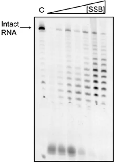 Fig. 5  SsoSSB protects RNA against degradation by the archaeal 