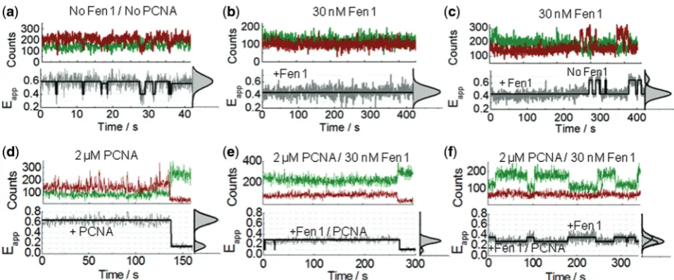 Figure 6. Equilibrium dynamics of Fen1 and Fen1/PCNA-induced ﬂap opening using sm-FRET