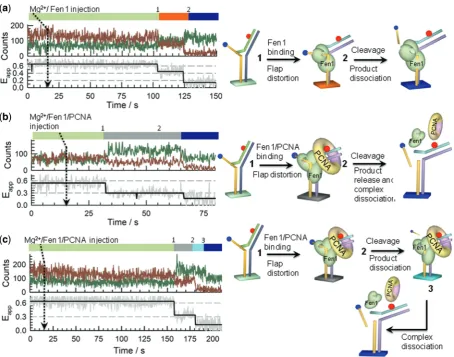 Figure 7. Single-molecule Fen1 nuclease-activity proﬁles. Dissecting binding and cleavage events was performed on surface-immobilized Flap-23a loss of the Cy5 signal due to cleavage and release of the 5ssDNA region is shown in (the nicked product for some 