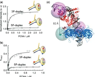 Figure 3. Organization of the ternary complex studied by FRET and PIFE. (complex using MD simulation derived from (donor-labelled DNA ﬂap and Cy5 acceptor-labelled PCNA as a function of PCNA concentration
