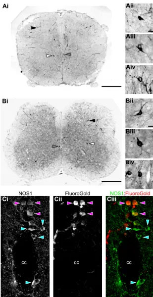 Fig. 7. Sources of NO within the lumbar spinal cord labeledwith NADPH-diaphorase staining