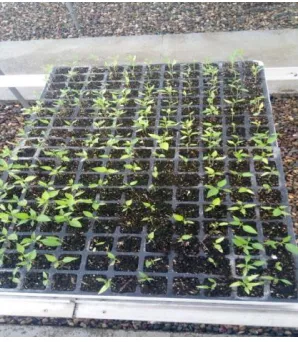 Figure 3: Field preparation for transplanting of chilli plant (Source: Photograph taken by authors, Unpublished, 2018) 