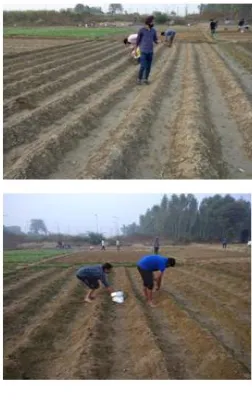 Figure 4: FYM and Vermicompost application in chilli field (Source: Photograph by authors, unpublished, 2018) 