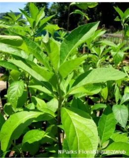 Figure 1. Vernomia amydalina (VA) bitter leaf. 