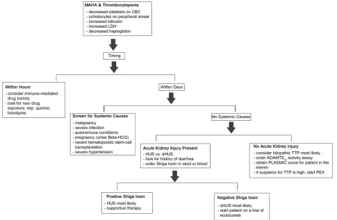 Figure 2. Algorithm for the evaluation of TMAs in the adult patient. 