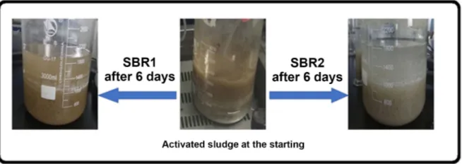 Figure 3. Change in color of sludge in two systems after 6 days. The color of the activated sludge in SBR2 changed from brown to white brown, on the other hand, in SBR1 has no change during the experiment