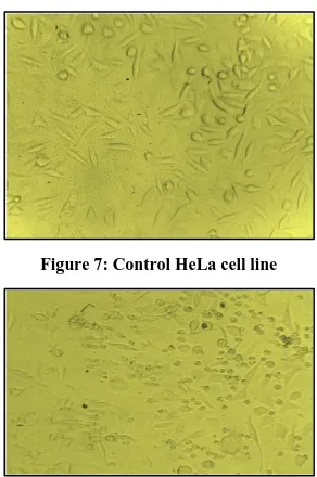 Figure 7: Control HeLa cell line 
