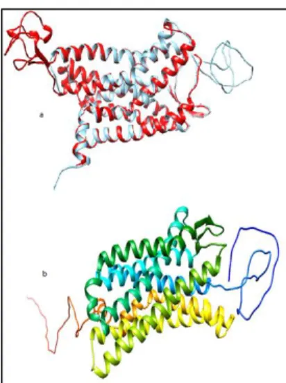 Figure 1: (a) Superimposition of model structure CCR3 (red) and template PDB ID: 4MBS (cyan) with RMSD=0.656 Å (b) predicted 3D- 3D-dimensional structure of CCR3 