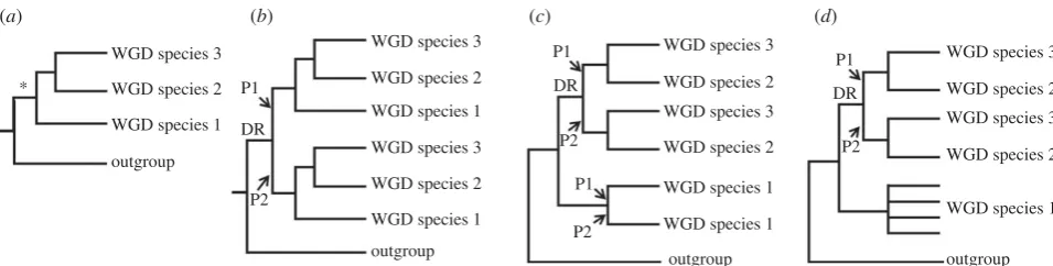 Figure 1. The importance of considering diploidization outcomes when studying salmonid WGD paralogues