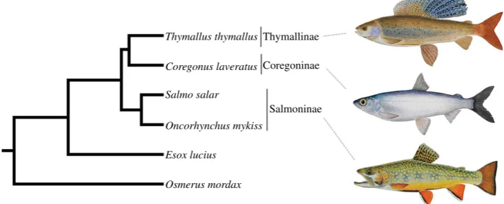 Figure 2. Phylogenetic analyses combining extensive and truly orthologous nuclear sequences across salmonid subfamily species provide compelling statisticalsupport for a sister relationship between Thymallinae (graylings) and Coregoninae (whitefish and cis