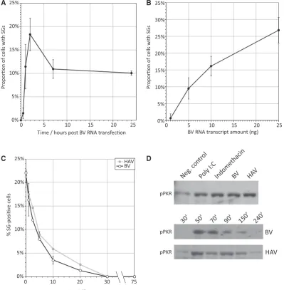 Figure 4. Time course and dose-dependence of SG induction. Frequency of SG-positive cells after transfection of viral BV RNA at (detection of phosphorylated PKR (pPKR), showing BV and HAV transfected RNAs induce PKR phosphorylation at 150 min post transfec