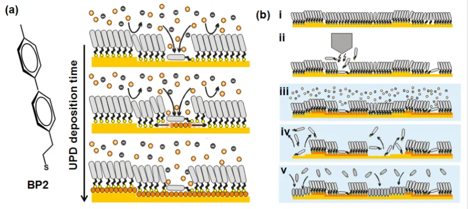 Figure 1: (a) Mechanism of Cu-UPD onto a BP2-modified Au(111) surface with the deposition starting at defects and the UPD proceeding by lateraldiffusion of the metal atoms at the SAM–substrate interface