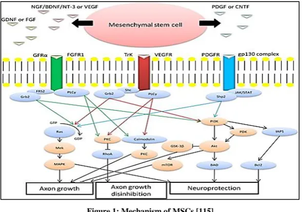 Figure 1: Mechanism of MSCs [115] 