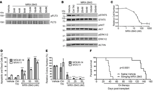 Figure 3. MRX-2843 inhibits FLT3 activation and downstream signaling and has functional antitumor effects in MERTKnegor MV4-11 cells were cultured in soft agar overlaid with media containing the indicated concentrations of MRX-2843, vehicle (DMSO), or cont