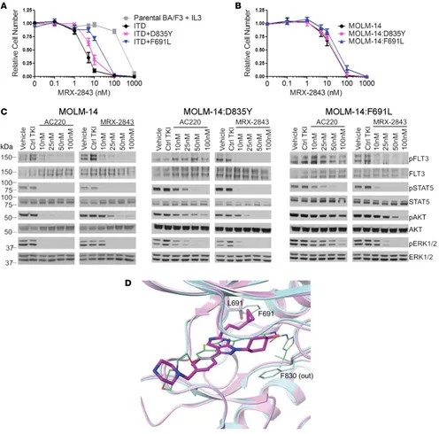 Figure 6. MRX-2843 retains activity against clinically relevant quizartinib-resistant FLT3 mutant proteins
