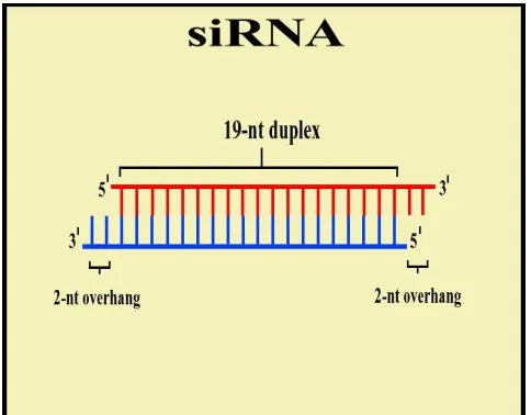 Fig. 1.  siRNA 