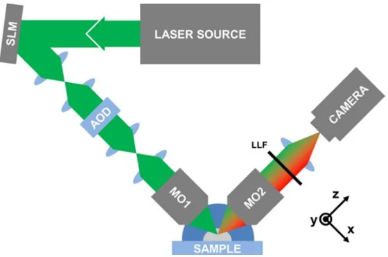 Figure 1. Schematic diagram of LSFM/LST microscope. Only the paths of the first diffraction orders of the SLM and AOD are shown for clarity