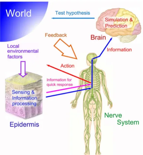 Figure 2. Schematic illustration of the putative roles of epidermal keratinocytes and brain