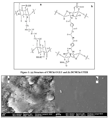 Figure 2: Morphology of (a) CMChi-UGLU and (b) CMChi-UTER 