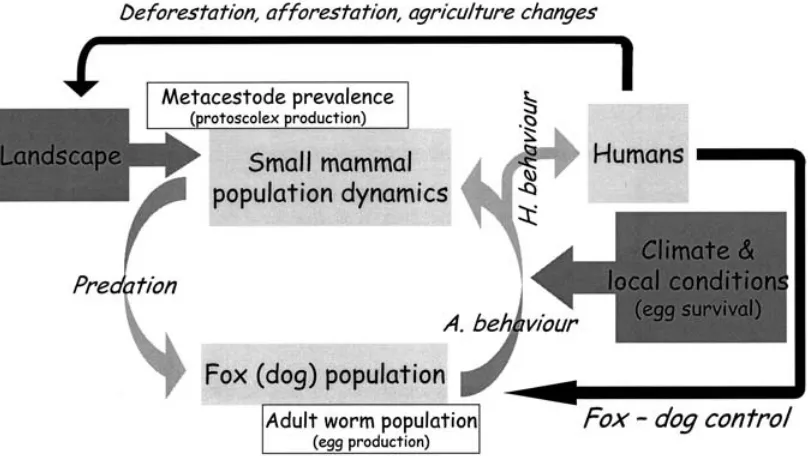 Fig. 5. Global variables and model of Echinoccocus multilocularis transmission. A. behaviour, animal behaviour; H.behaviour, human behaviour.