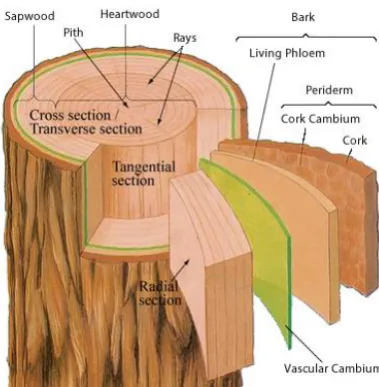 Figure 1-1:  Schematic of tree stem (DoITPoMS, 2008) showing the main components of a tree stem