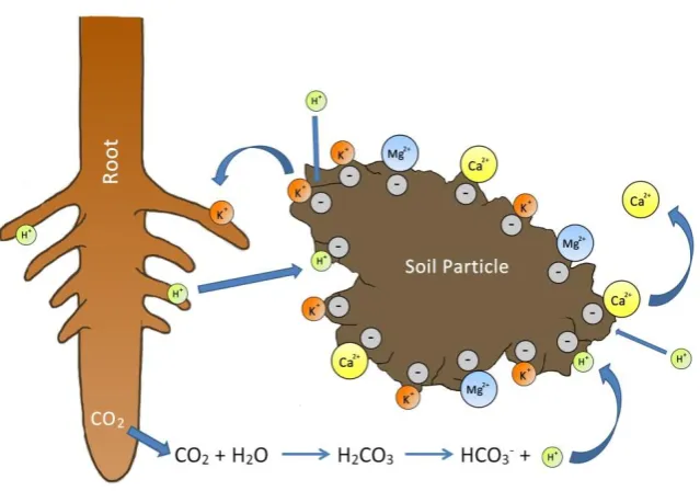 Figure 1-7:  Image illustrating cation exchange on the surface of soil particles.  Cations adsorb to the negatively charged surfaces of the soil particle by electrostatic attraction