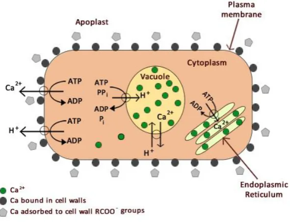 Figure 1-10:  Diagram illustrating distribution of calcium in a cell and the transport processes for sustaining low concentrations of cytosolic Ca2+