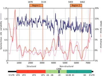 Figure 1. Genome organization of E7 and positions of mutated insert regions. Insert positions are compared with genome diagram and a plot ofsequence variability within species B enteroviruses at synonymous sites (blue line) and folding energies indicative 