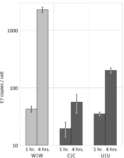 Figure 4. Plaque morphology of E7 WT and double region mutantviruses calculated from 25 plaques for each virus using ImageJsoftware (mean values and SEMs relative to WT control shown as(viruses