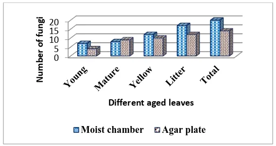 Figure 3: Total number of endophytic fungi isolated from different aged leaves by two methods 