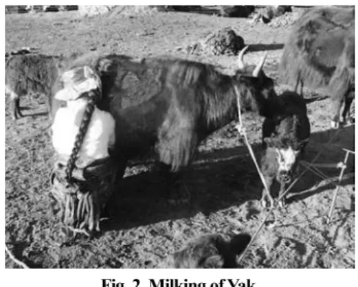 Fig. 2. Milking of Yak. 
