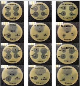 Figure 1: Anti-microbial activity of compounds against Staphylococcus aureus and Staphylococcus epidermidis in three different concentrations (5,2.5 and 1 mg/ml) 