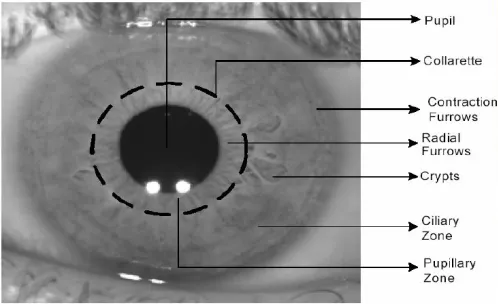Fig 2.1.Front View of the Eye. 