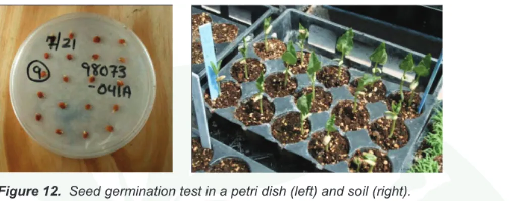 Figure 12.  Seed germination test in a petri dish (left) and soil (right).